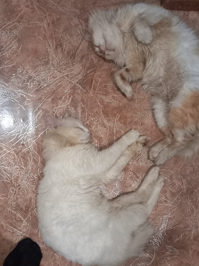 Вторник, ваши коты и кошки в студию