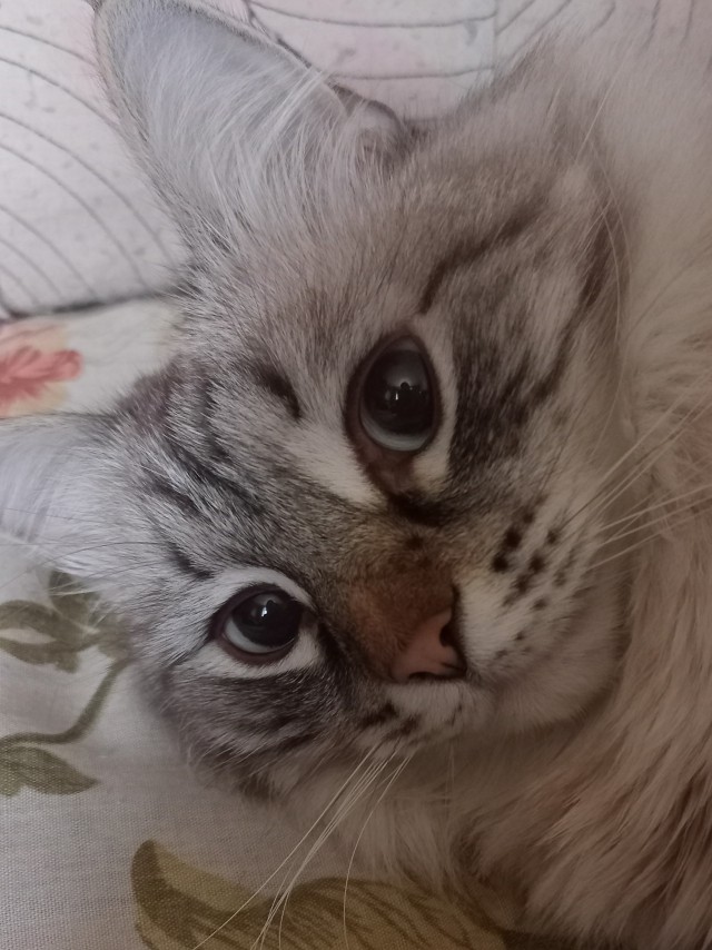 Даёшь котов в этот вторник!