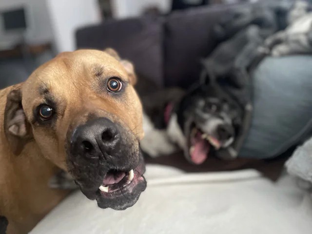 Собаковторник!