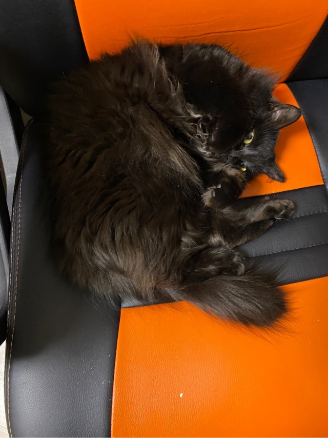 Котовторнику посвящается