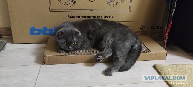 Знакомьтесь, Рыся
