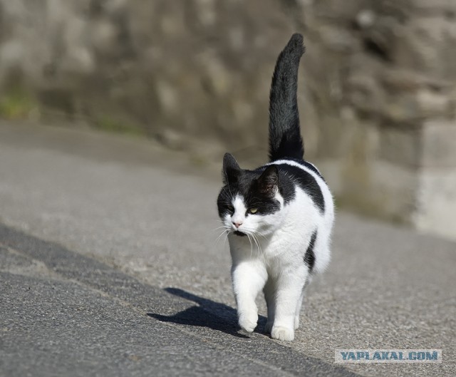 Котовторник 09.04.2013