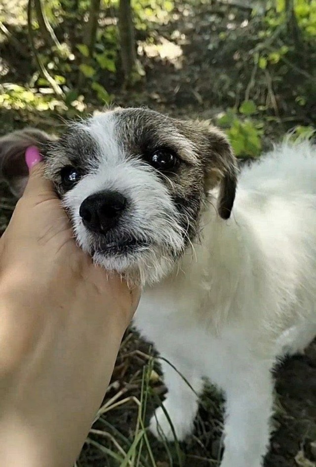 Щенка забрали - с ним все хорошо
