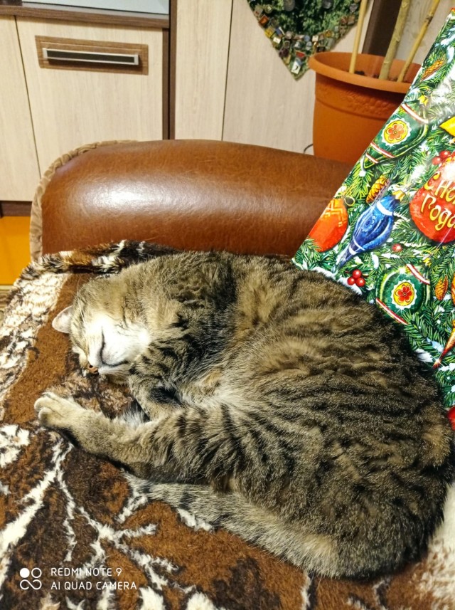 Котовторник! 16+ Коллеги-рабы, отмечаемся, у кого хозяину много лет!