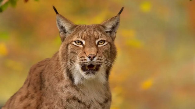 Кошки – лучшее творение эволюции