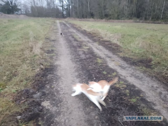 Жизнь домашнего приюта для котеек 476