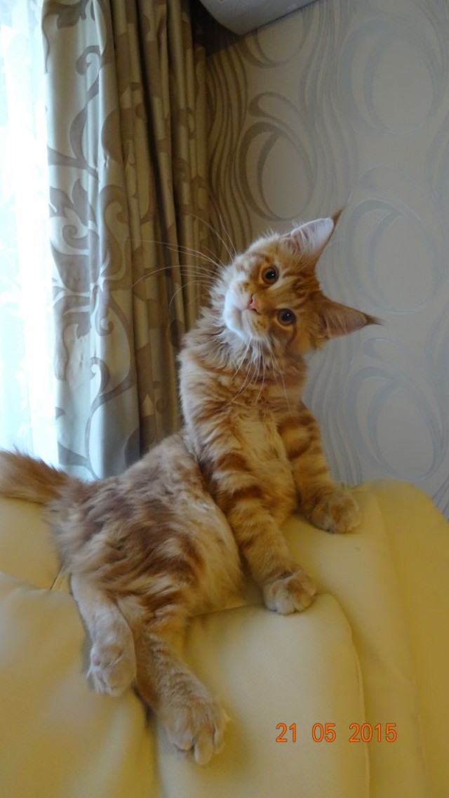 С котовторником ЯПовцы