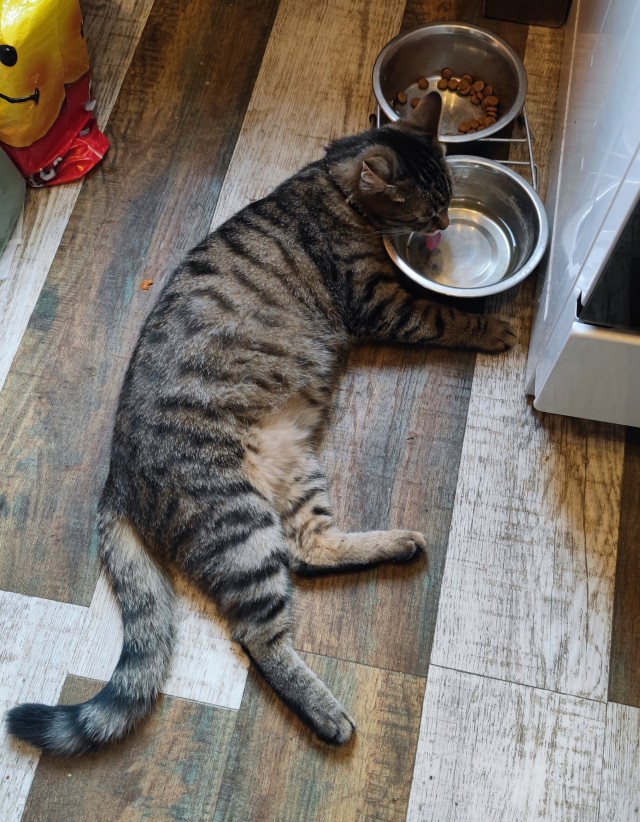 Кот, который не умеет пить воду