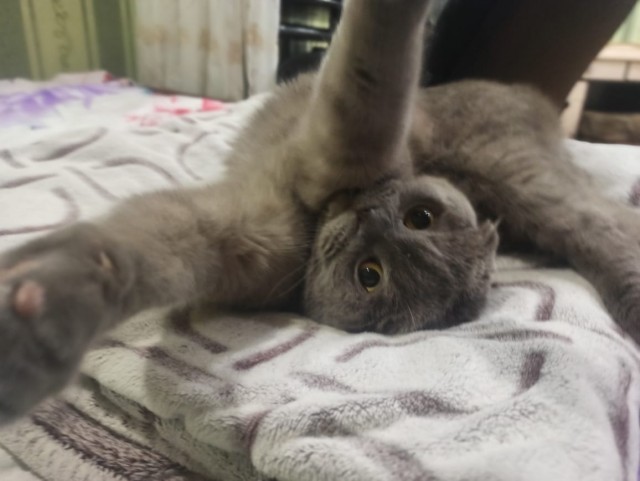 Котовторник, от мала до велика