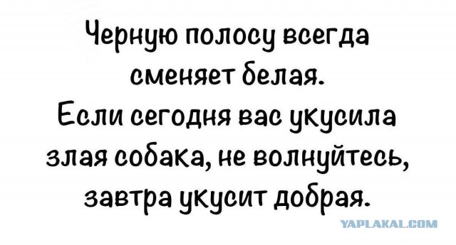Собаки хороших людей не кусают, любят когда их гладят, и машут хвостиком