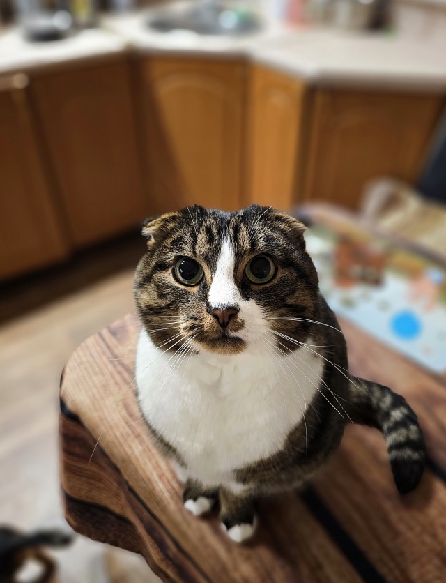 Котовторник 31.12.2024. Последний котовторник года