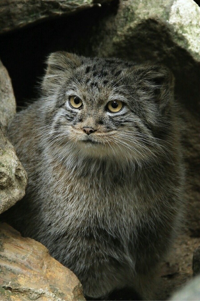 Манул