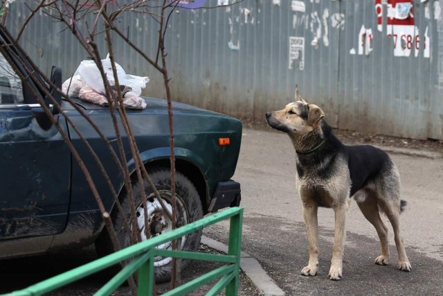 До 3 лет хозяину собаки за смерть человека