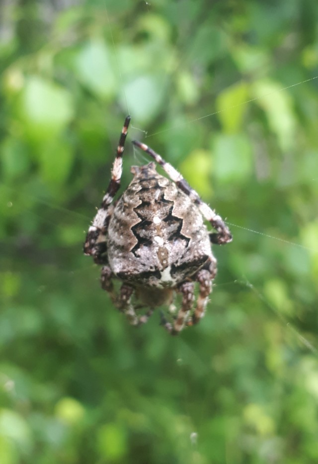 Грибной поход . День второй