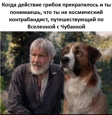 Действие грибов