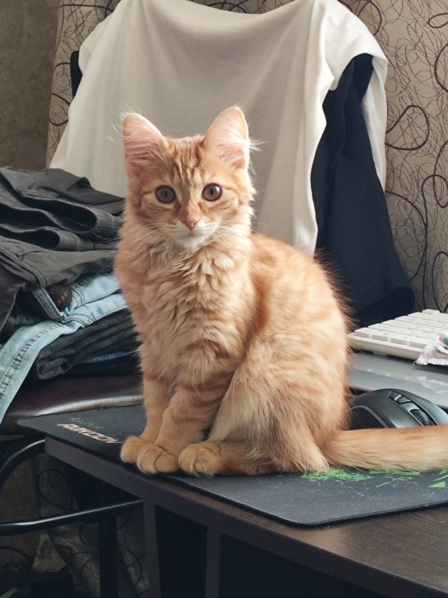 Хоть и не котовторник,но все же...
