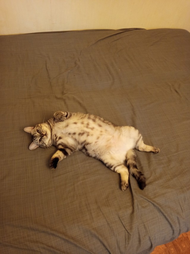 Котовторник