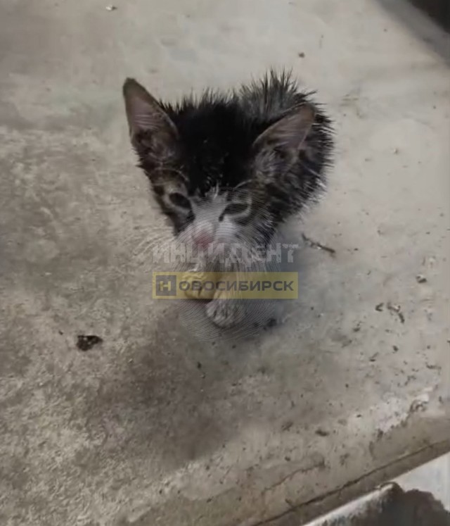 Минувшим вечером в Бердске произошёл вопиющий случай жестокого обращения с животными