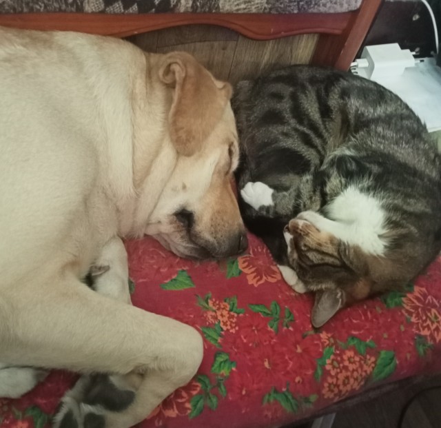 Коты и собаки