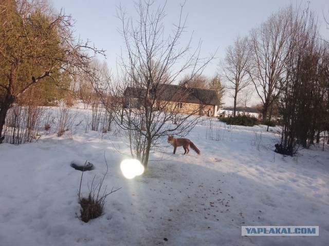 Жизнь домашнего приюта для котеек 574