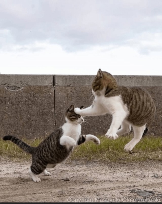 Котиков много не бывает))) отдохните от суетного мира