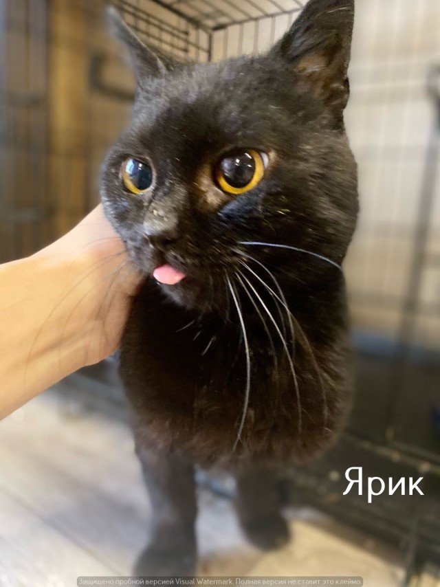 Жизнь домашнего приюта "Котоленд" 540