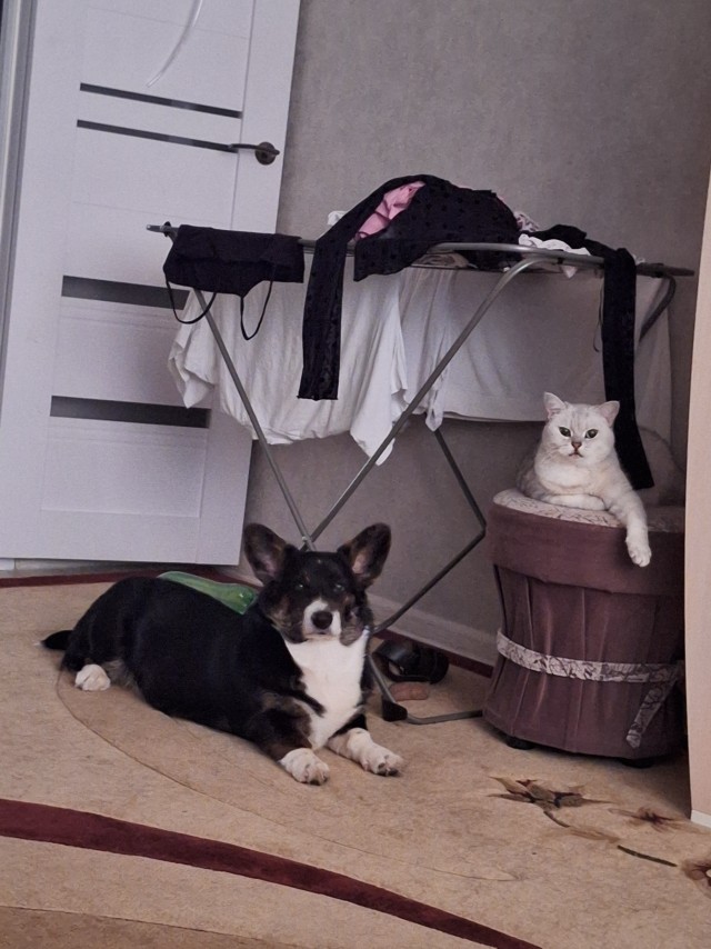 Собакочетверг же, но кошку из фото не выкинешь