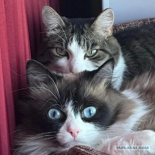 Доброе утро котаны!