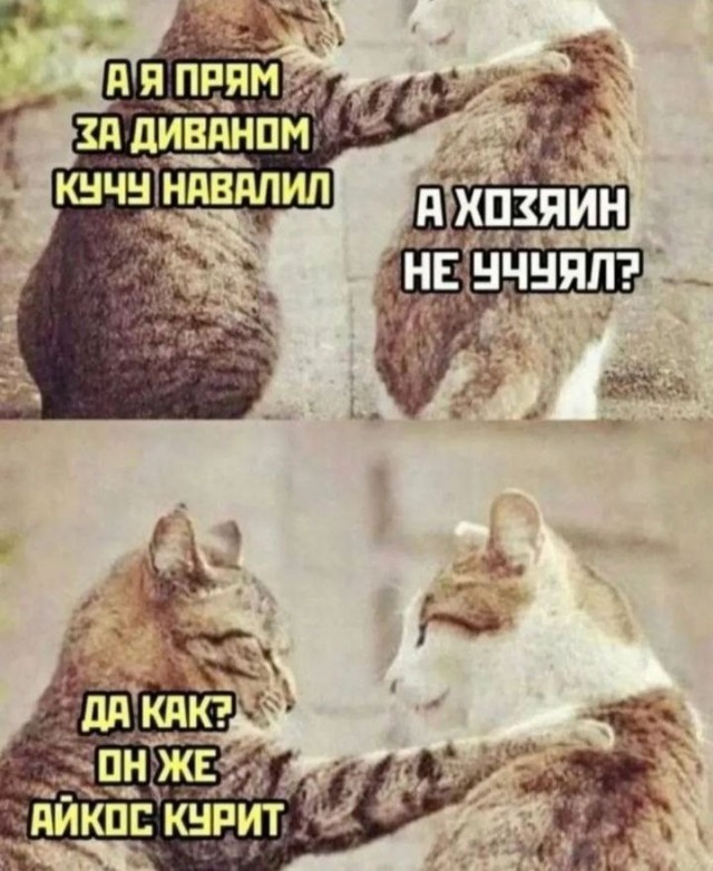 Картинки для деградации 300