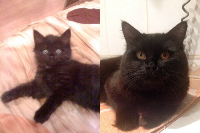 Коты и время