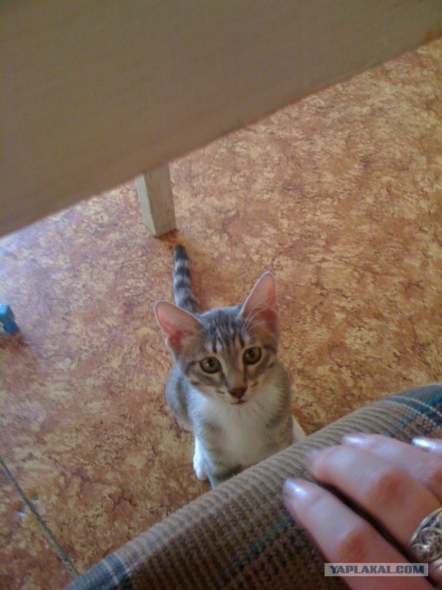 Подобрал котейку ?