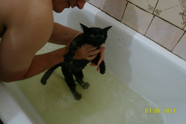 Сегодня мыли котов :3