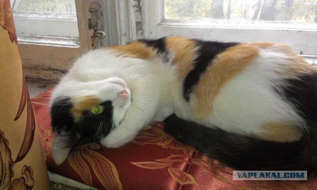 Боитесь взять котенка с улицы или из приюта?