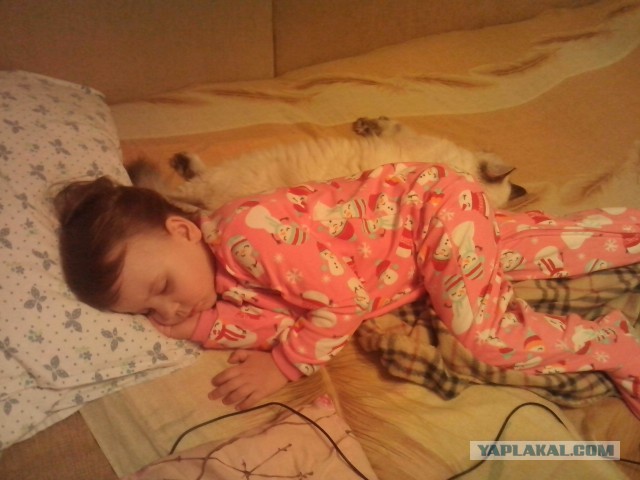 Котовторник 01.07.2014