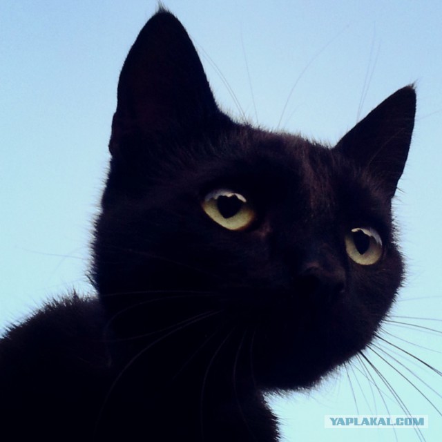 Котовторник 05.08.2014