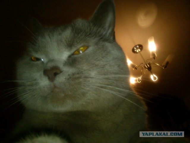 Котовторник 23.09.2014.