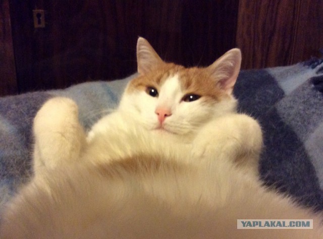 Котовторник 25.11.2014