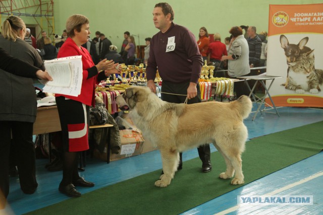 Всероссийская выставка собак