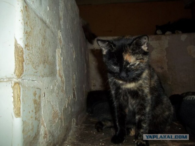 Жизнь домашнего приюта для котеек 39