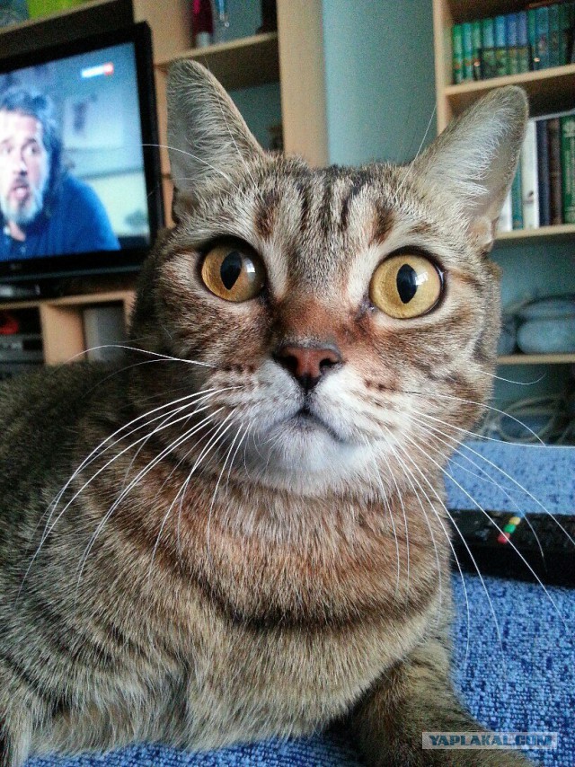 Котовторник