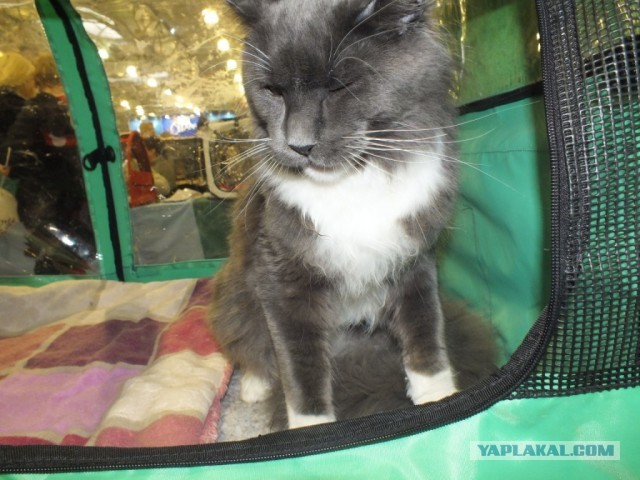 Котовторник 12.03.13
