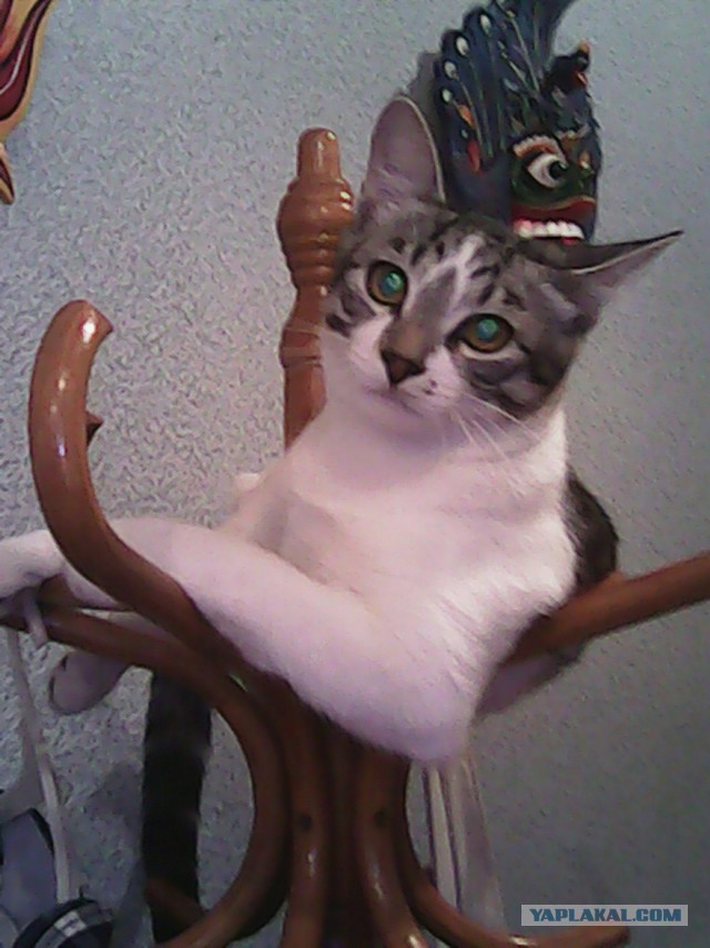 Котовторник  21.07.2015