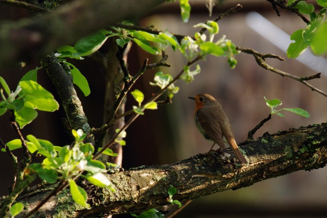 Золотая осень