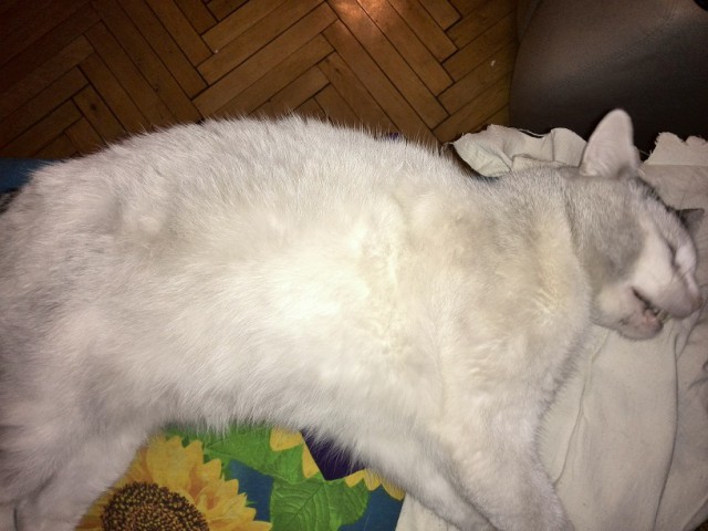 Котовторник 11.08.2015