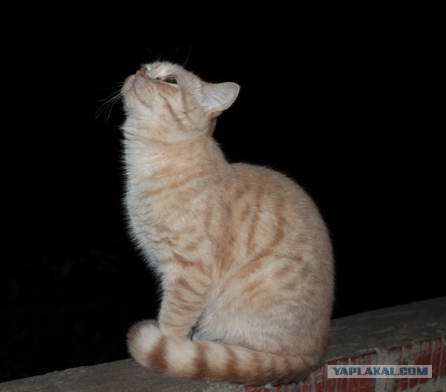 Котовторник 15-09-2015 !