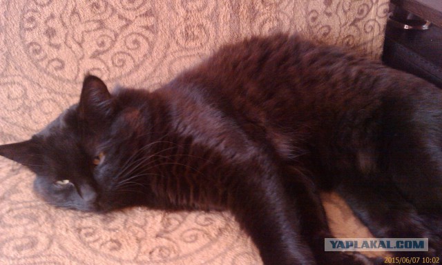 Котовторник  10.11.2015