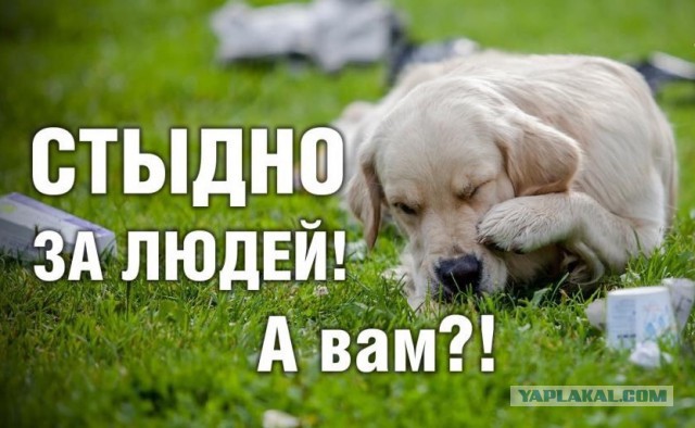 Письмо Путину от маленького беженца из Шереметьево