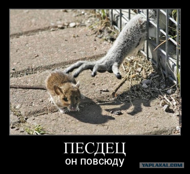 Очередная порция картинокначерномфоне
