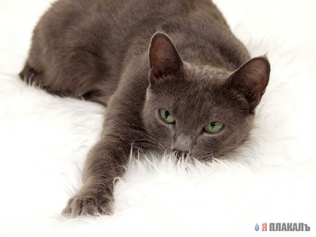 Коты, кошки, котята