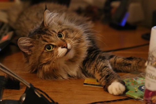 Котовторник